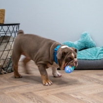 Small Bite Flashing Rugby Ball