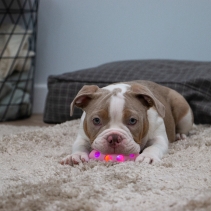 Small Bite Flashing Rugby Ball