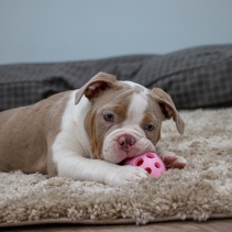 Small Bite Flashing Rugby Ball