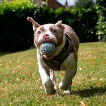 Small Bite Spikey Pig Ball