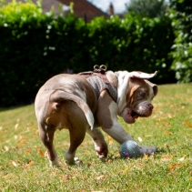 Small Bite Spikey Pig Ball