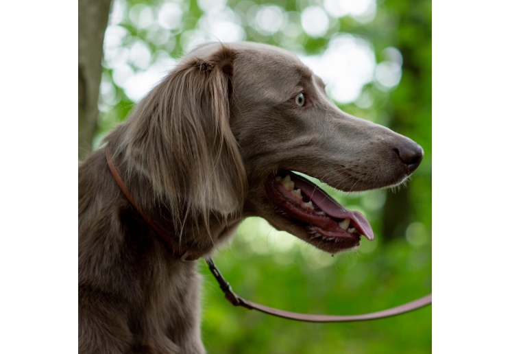 Round Leather Collar Chestnut 28-36cm Size 3