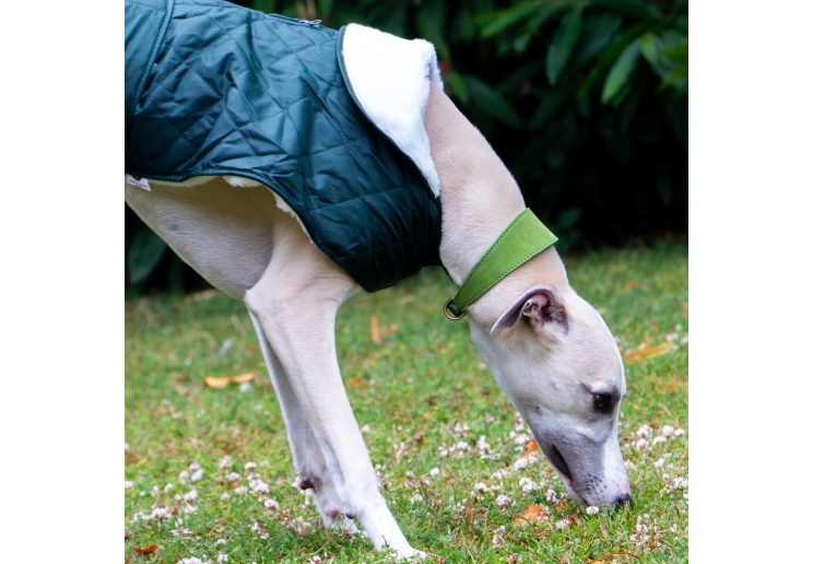 Greyhound green collar hotsell