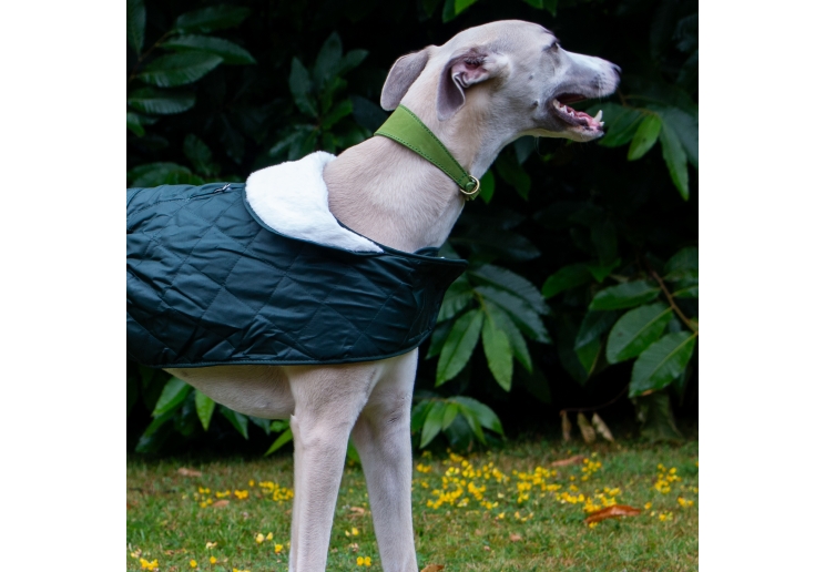 Timberwolf Whippet Leather Collar Green 30-34cm