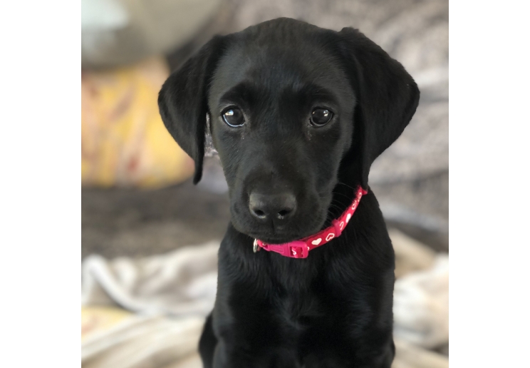 Small Bite Heart Collar Lead Set Raspberry