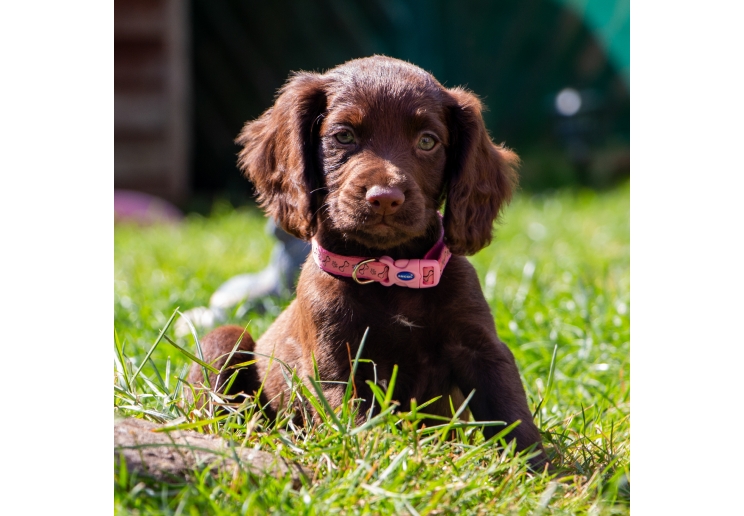 Small Bite Refl Paw&Bone Collar Lead Set Pink