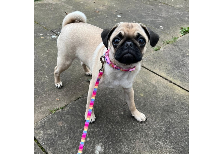 Small Bite Rainbow Collar Lead Set Pink