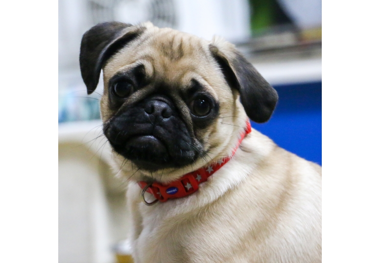 Small Bite Reflective Star Collar Lead Set Red