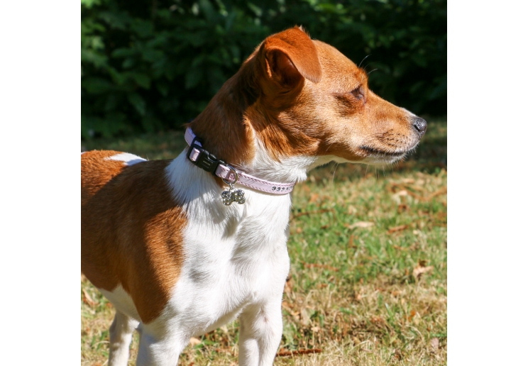 Small Bite Jewel Collar Lead Set Pink