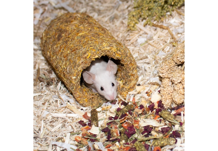 Naturespaws Marigold Tunnel