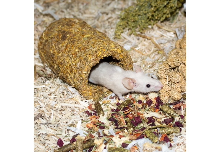 Naturespaws Marigold Tunnel