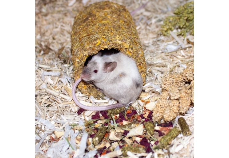 Naturespaws Marigold Tunnel