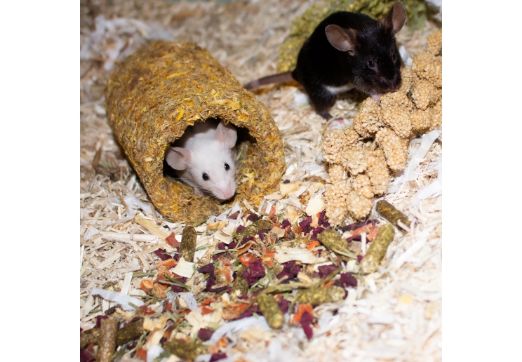 Naturespaws Marigold Tunnel