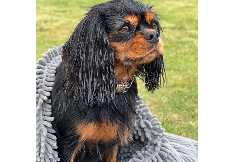 Simply Dry Dog Mat