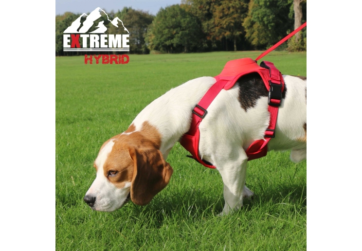 Extreme Hybrid Harness Poppy Red M