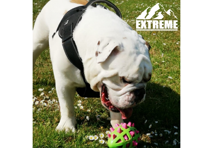 Extreme Harness