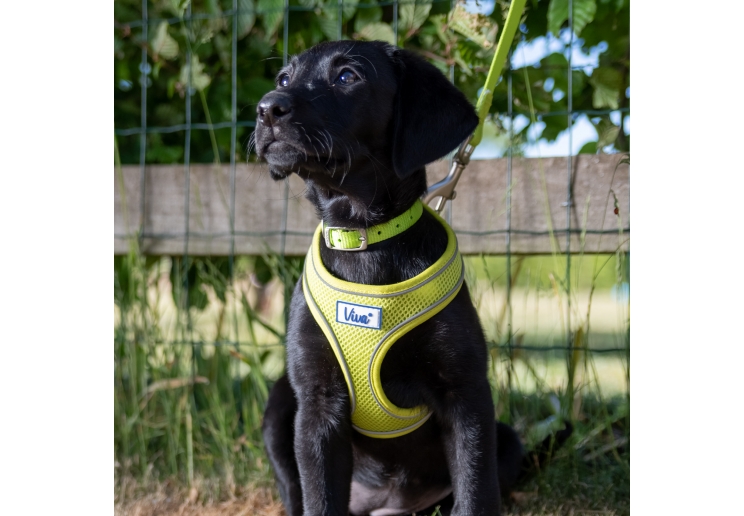 Viva Comfort Dog Harness Lime XS 28-40cm