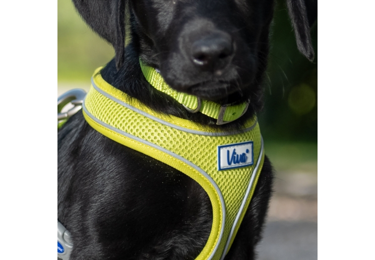 Viva Comfort Dog Harness Lime XS 28-40cm