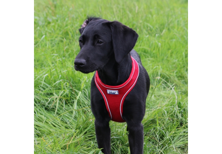 Viva Comfort Dog Harness Red M 44-57cm