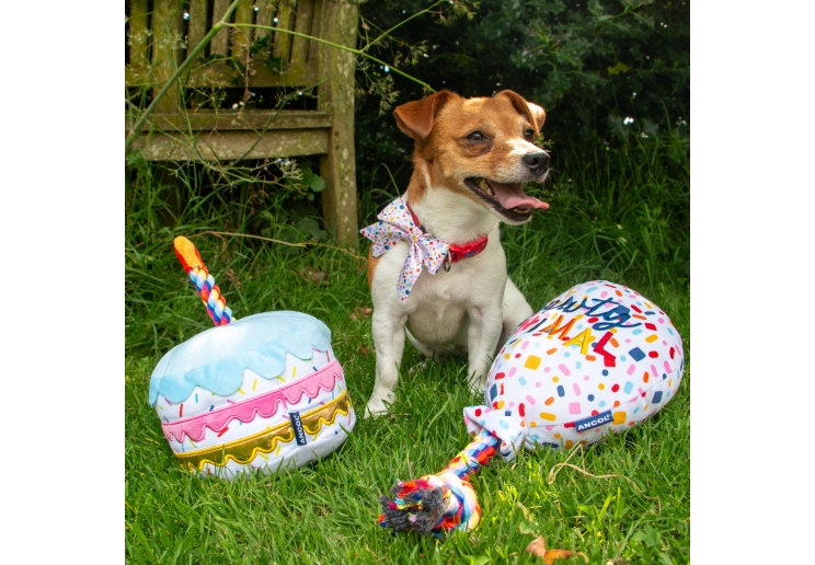 Pawty Sprinkle Cake