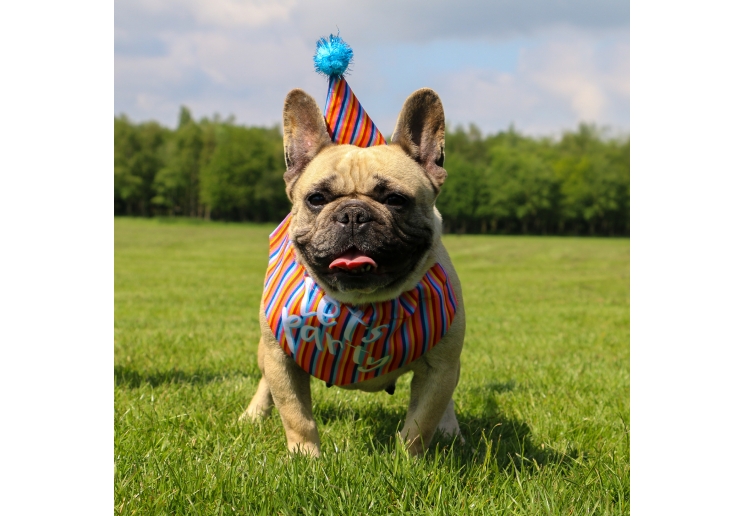 Pawty Stripe Hat with Bandana Set M/L