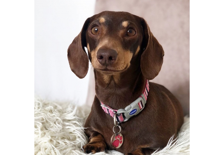 Hot Pink Candy Stripe Made From Collar S