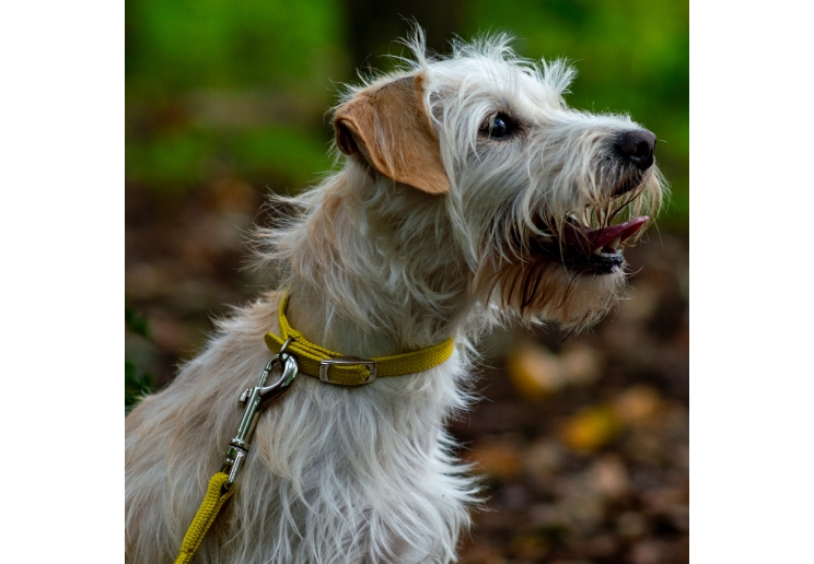 Softweave Collar Mustard Made From Size 1