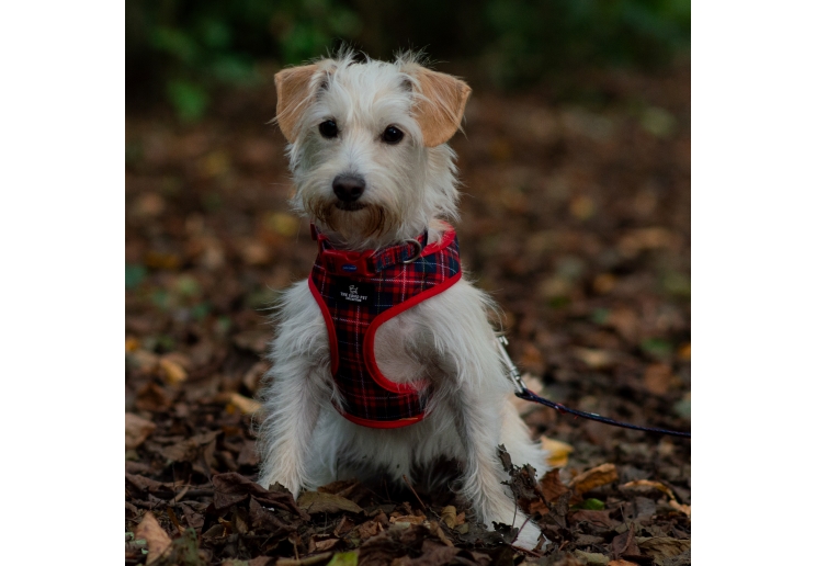 Tartan/Star Reversible Harness XS