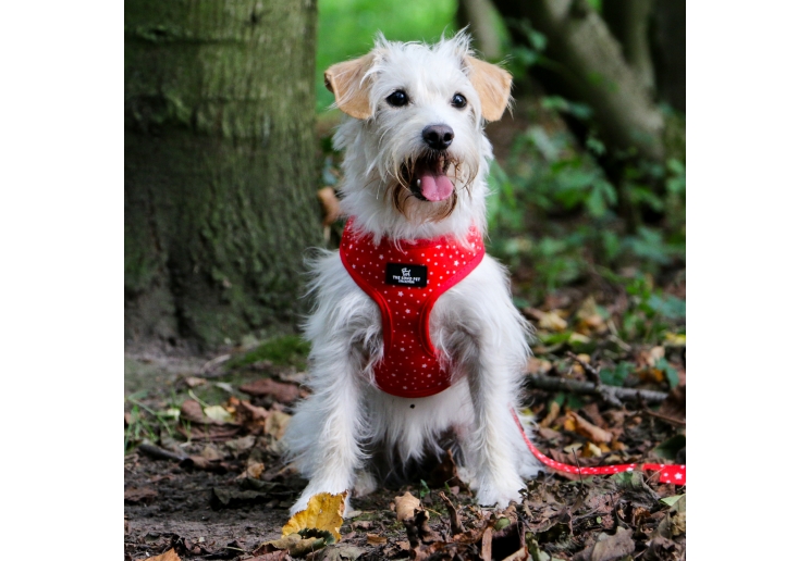 Tartan/Star Reversible Harness XS