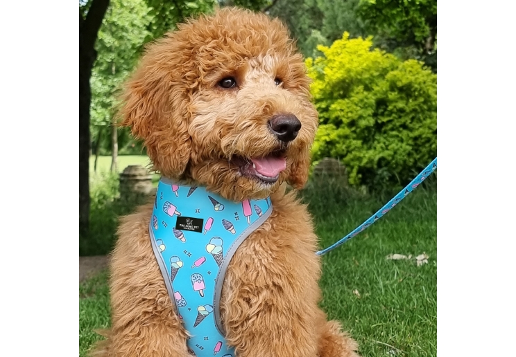 Dino/Ice Cream Reversible Harness XS