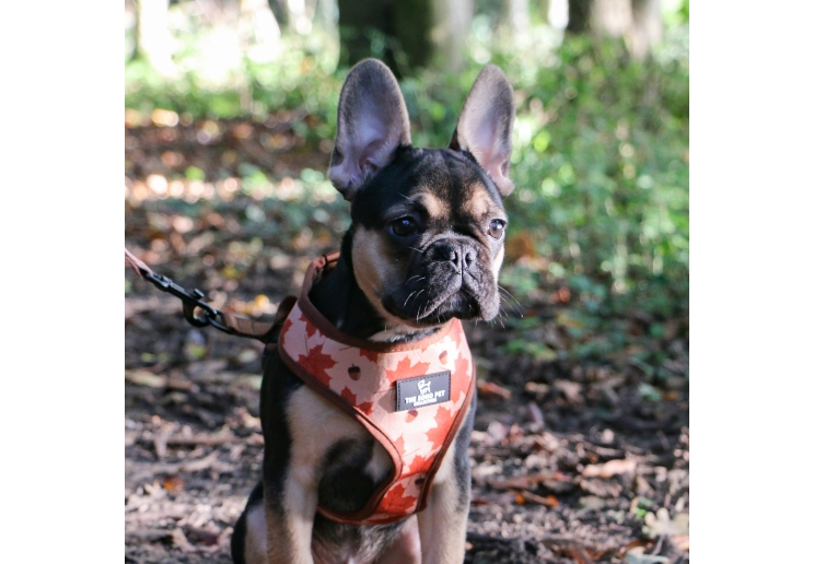 Maple Leaf/Woodland Reversible Harness XS