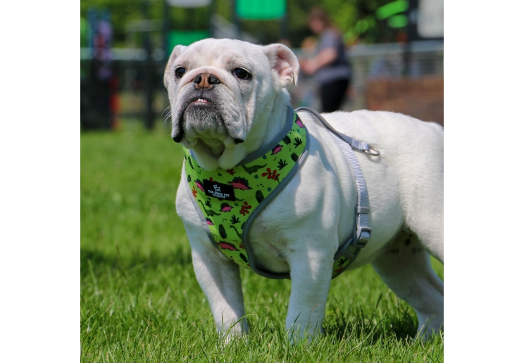 Dino/Ice Cream Reversible Harness S