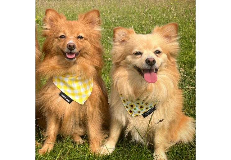 Sunflower/Yellow Check Patterned Bandana 2 per pk