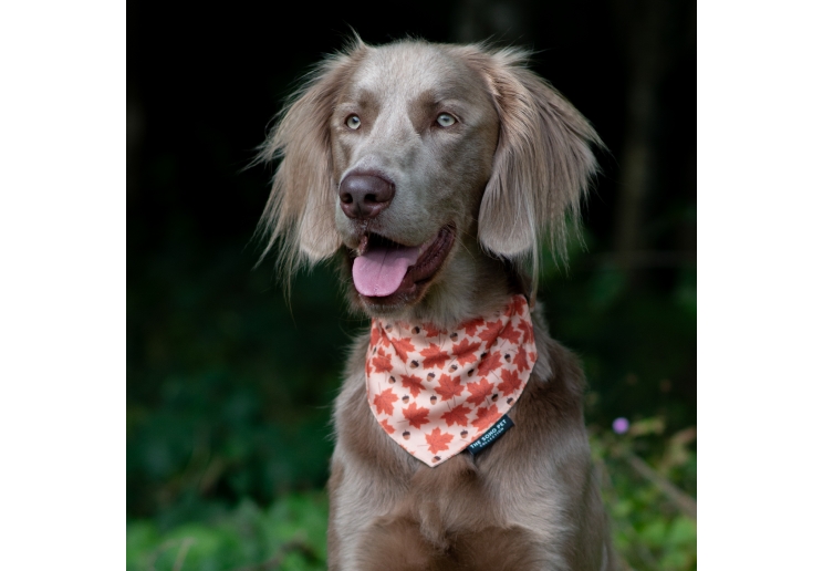 Maple Leaf/Woodland Patterned Bandana (2 per pack)