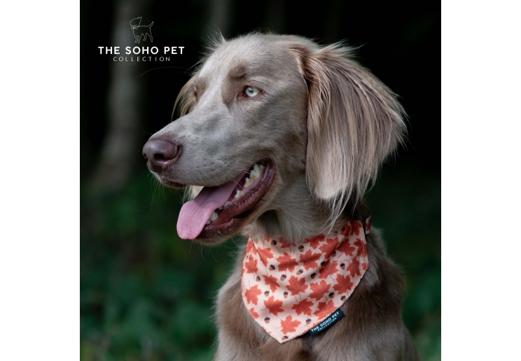 Maple Leaf/Woodland Patterned Bandana (2 per pack)