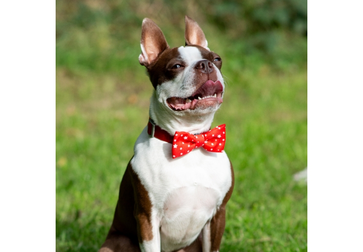 Tartan/Star Patterned Bow Tie (2 per pack)