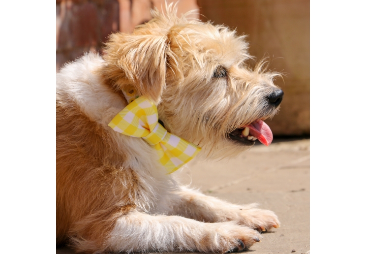 Sunflower/Yellow Check Patterned Bow Tie 2 per pk