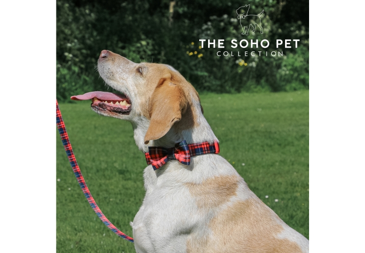 Soho Tartan Collar S