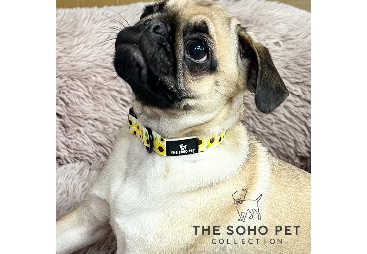 Soho Sunflower Collar S