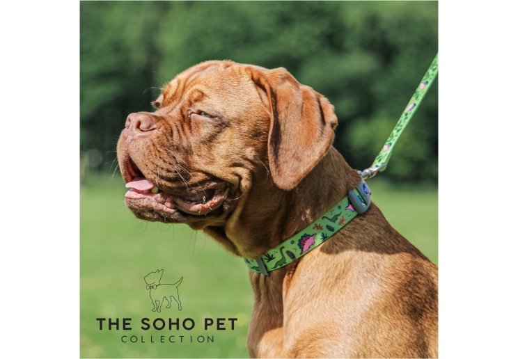 Soho Dino Collar M