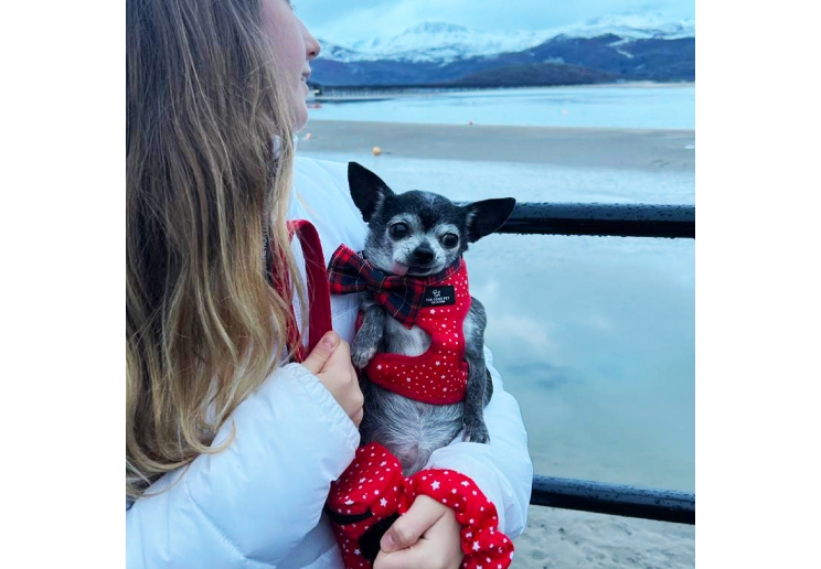 Star Patterned Poop Bag and Scrunchie