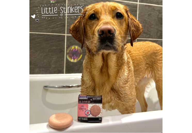 Little Stinkers Pink Grapefruit Shampoo Bar