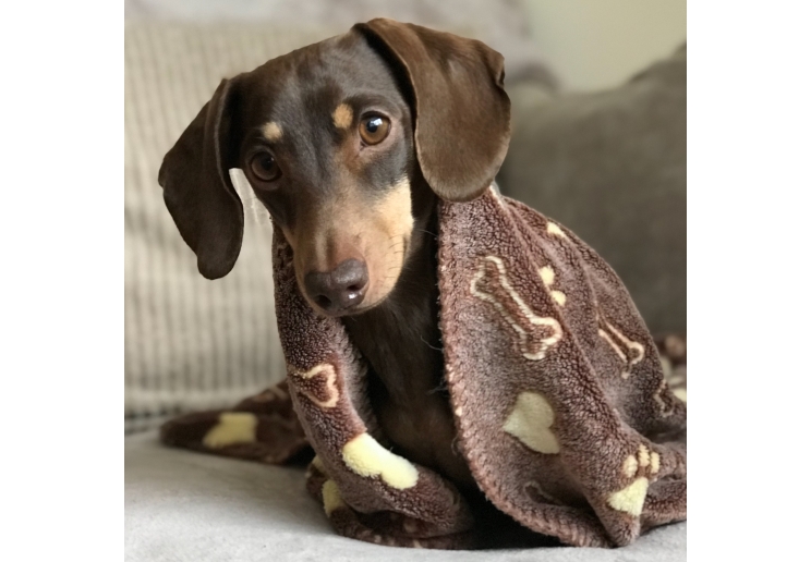 Comfort Blanket Brown 74cm x 74cm