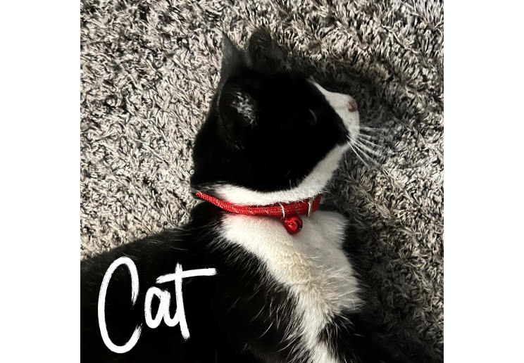 Softweave Refl Elastic Cat Collar Red