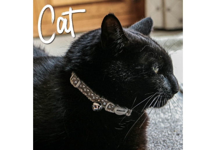 Refl Hearts Safety Cat Collar Silver