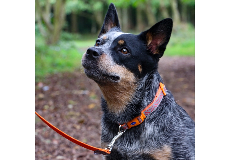 Bone Collar Orange 20-30cm Size 1-2