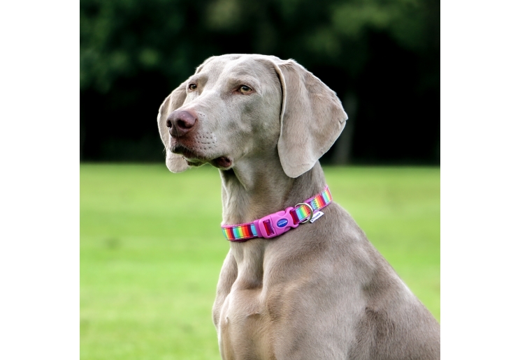 Rainbow Collar Size S 20-30cm Size 1-2