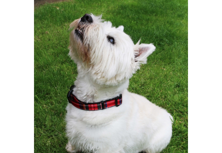 Tartan Collar Red 30-50cm Size 2-5