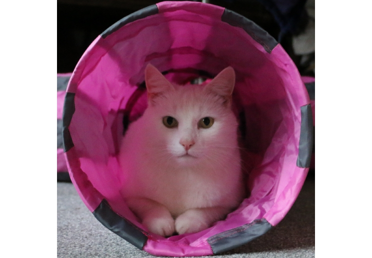 Y-Shaped Cat Tunnel