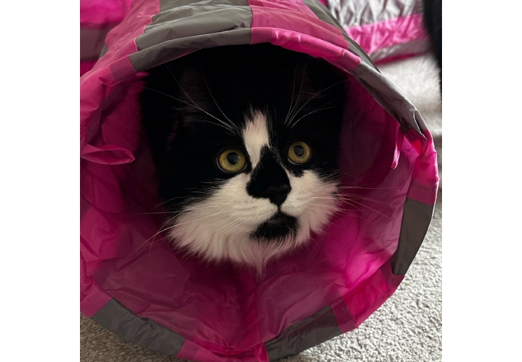 Y-Shaped Cat Tunnel